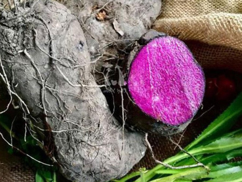 Củ khoai mỡ tím tươi ngon, vỏ sẫm màu