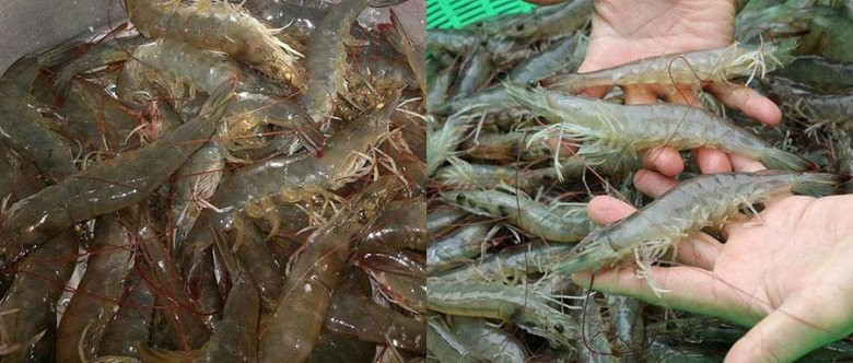 Những con tôm tươi rói, nguyên liệu chính cho nhân bánh xèo