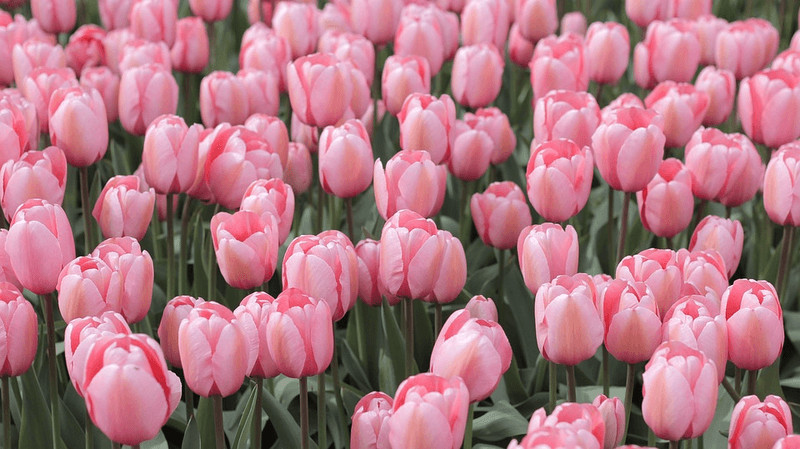 Bó hoa tulip đa sắc, biểu trưng cho vẻ đẹp kiêu sa và tình yêu mãnh liệt làm hoa sinh nhật