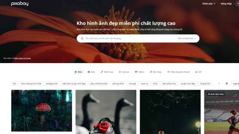 Tải ảnh hoa sinh nhật đẹp từ Pixabay