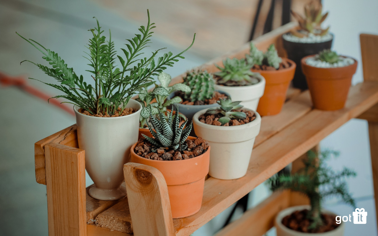 Tặng sinh nhật với tình yêu thiên nhiên qua chậu cây cảnh