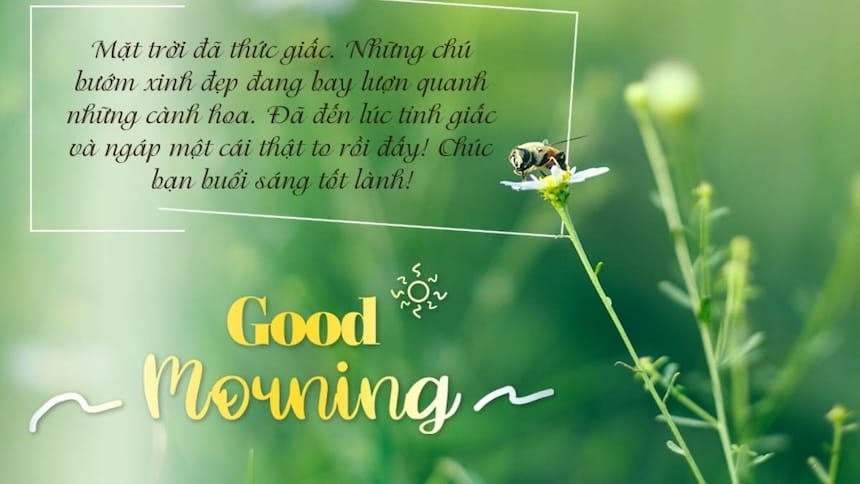 Lời chúc buổi sáng vui vẻ cho ngày mới thêm xanh