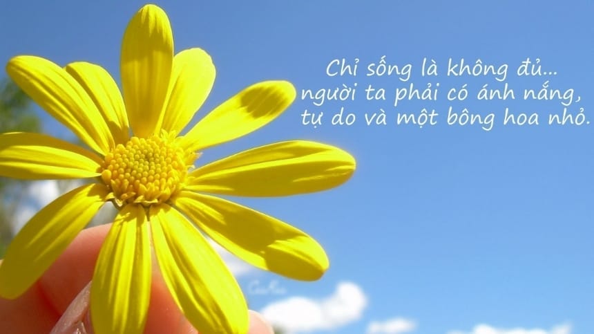 Những câu chúc và hình ảnh chân thành sẽ chạm đến trái tim người nhận