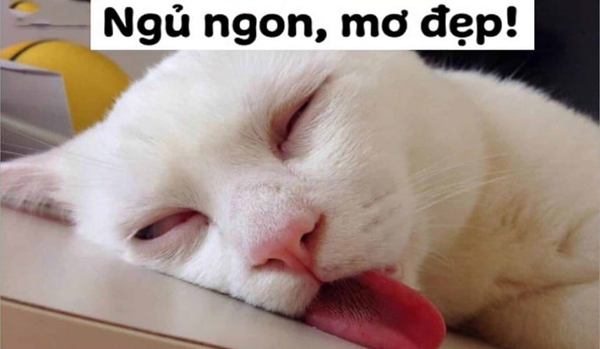 Hình ảnh chúc ngủ ngon hài hước