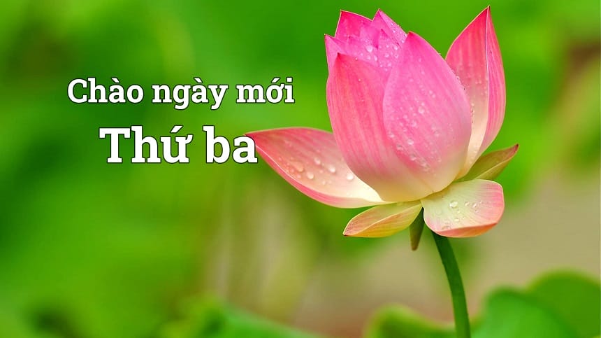 Những lời chúc thứ 3 ý nghĩa giúp nạp đầy năng lượng làm việc cho cả tuần