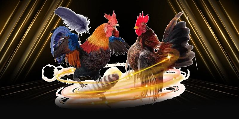 Những yếu tố ảnh hưởng đến kết quả cá cược đá gà SHBET