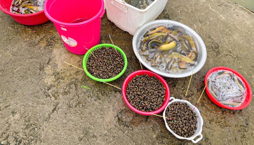 Những lưu ý khi làm lễ phóng sinh ốc