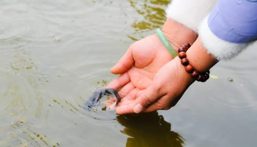 Những lưu ý khi làm lễ phóng sinh